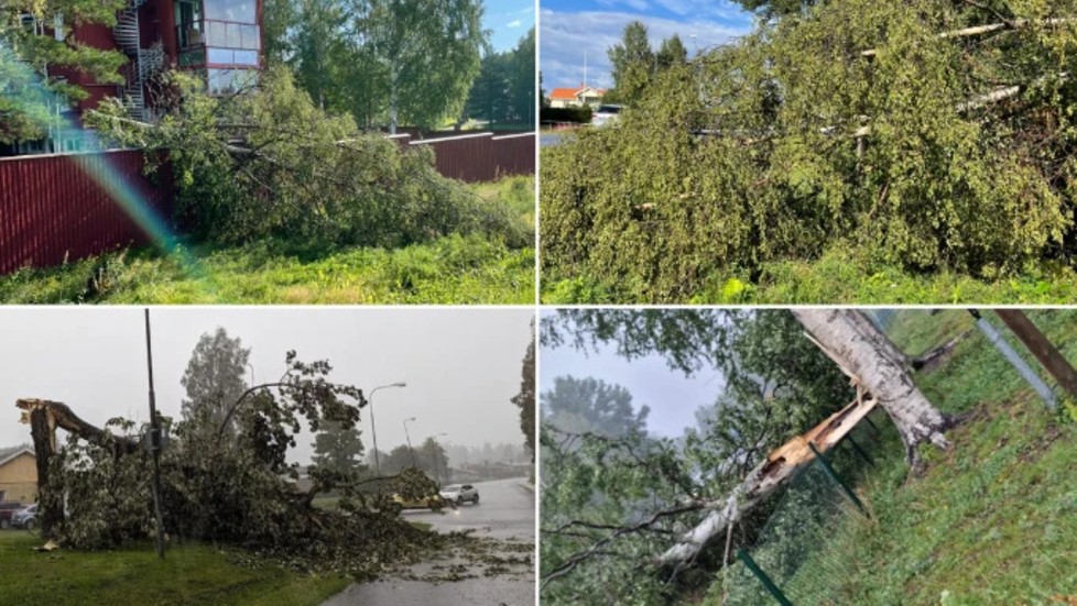 Several trees fell in the Norran area during the thunderstorm. Among others in Ursviken (above), on Medlefors (left) and in Bureå (right)