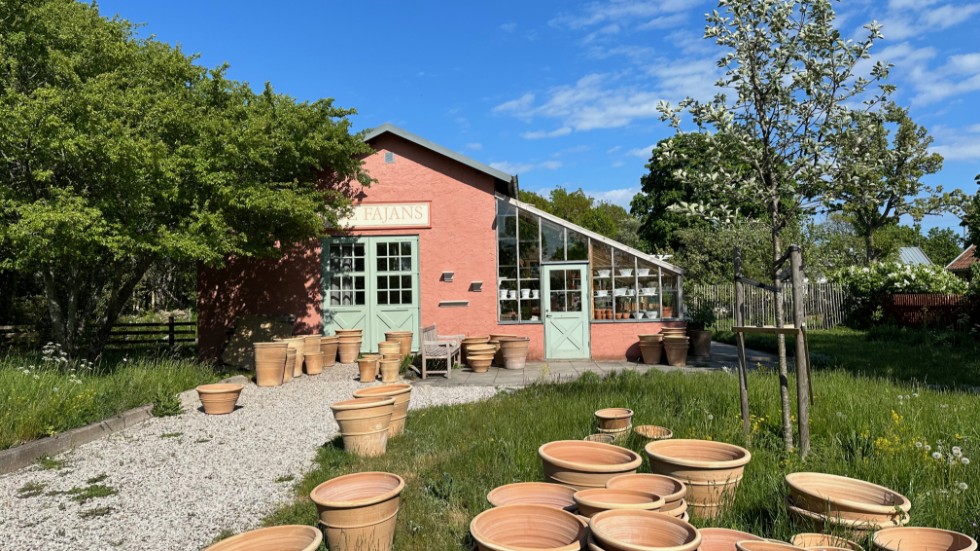 Fide Fajans är som ett växthus för både Ingela Karlssons keramik och vinrankorna som klättrar ända upp till taket.