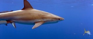 Forskare: Hajar kan ha fastnat för kokain