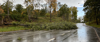 Fallna träd skapar problem i trafiken