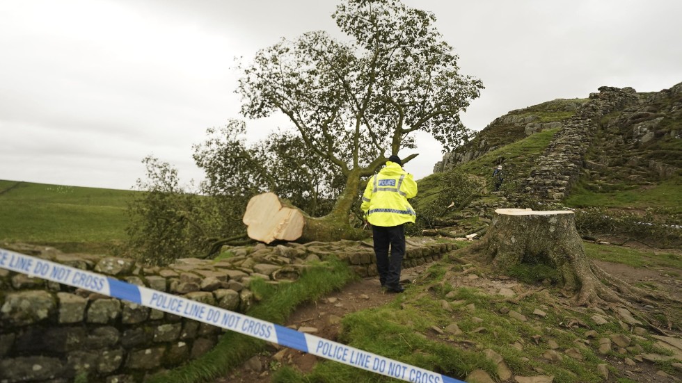 Polis vaktar platsen där det berömda trädet Sycamore Gap fällts i Northumberland i norra England.