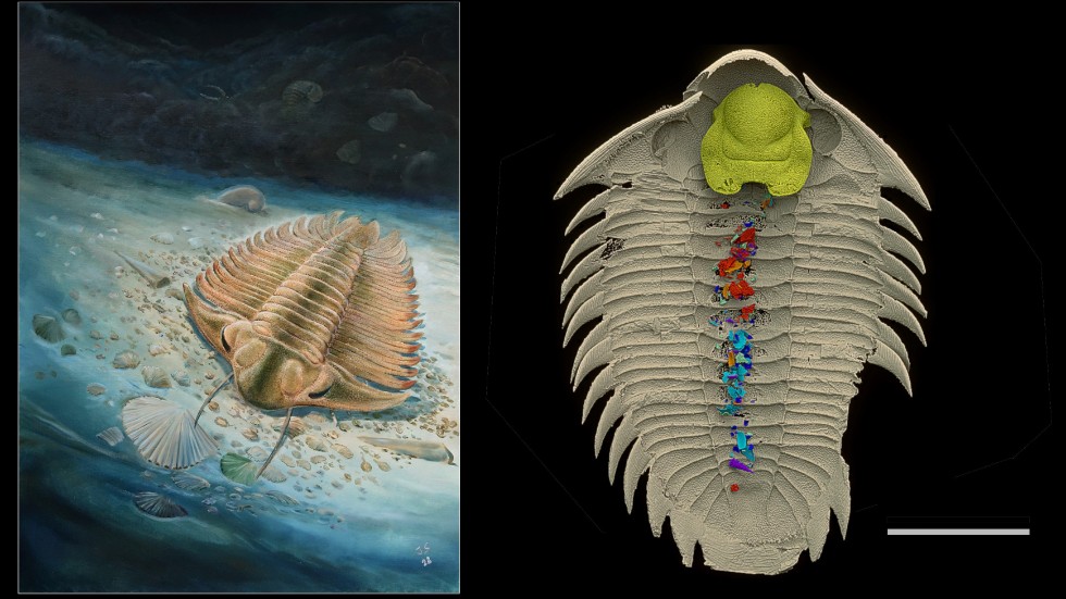 Till vänster: Trilobiten Bohemolichas incola letar föda. Till höger, trilobit med bevarat maginnehåll.
