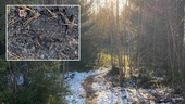 Björnspår i Boviken – Maria kände sig inte ensam i skogen
