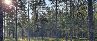 Sveaskog ska avverka på 70 hektar av kommunens mark 