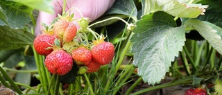 Titta här – nu finns jordgubbarna på marknaden