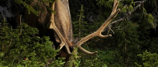 Jägare skadad – omkullsprungen av hjort