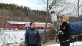 Väcker nytt liv i hästutbildning