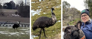 Emu på rymmen förbryllar boende i Ombergstrakten