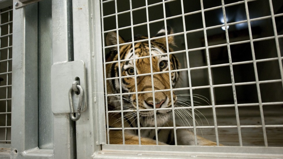 En sibirisk tiger, Amurtigrar, i en bur på en annan djurpark.