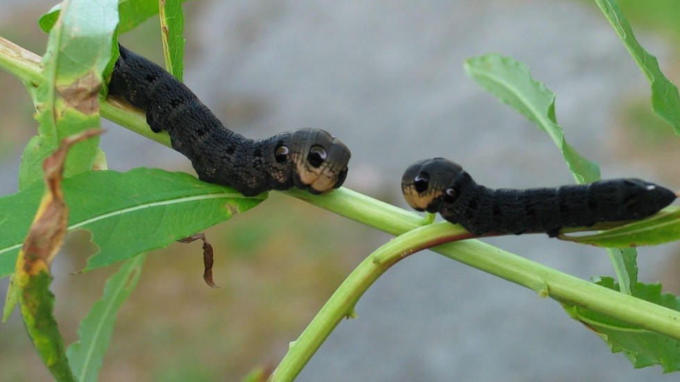 Flera arter bland humlor och fjärilar har redan utplånats. Här är två larver som ska bli snabelsvärmare. Det som ser ut som ögon är bara fläckar för att lura fiender.