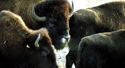 Uppfödning av bisonoxar lönsamt och omtvistat