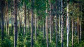 Privata skogsägares optimism viker