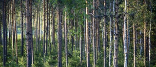 Priset på skogsmark steg under 2022