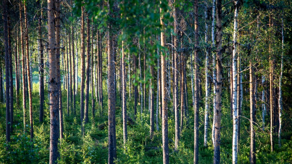 ”Trädens förmåga att fånga in koldioxid från luften och binda det i träd och mark är det bästa sättet vi har idag att minska halten koldioxid i luften och minska klimatförändringen.”