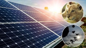 Kolmården ska få elen från ny solcellspark – blir den största i Sverige när den står klar