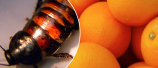 Larm om kackerlackor i livsmedelsbutik i Eskilstuna – hittades i påse med apelsiner