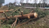 Stormen fäller träd över vägar • Trafikverket varnar • Räddningstjänsten ryckte ut för att hjälpa nattpatrullen i Tuna
