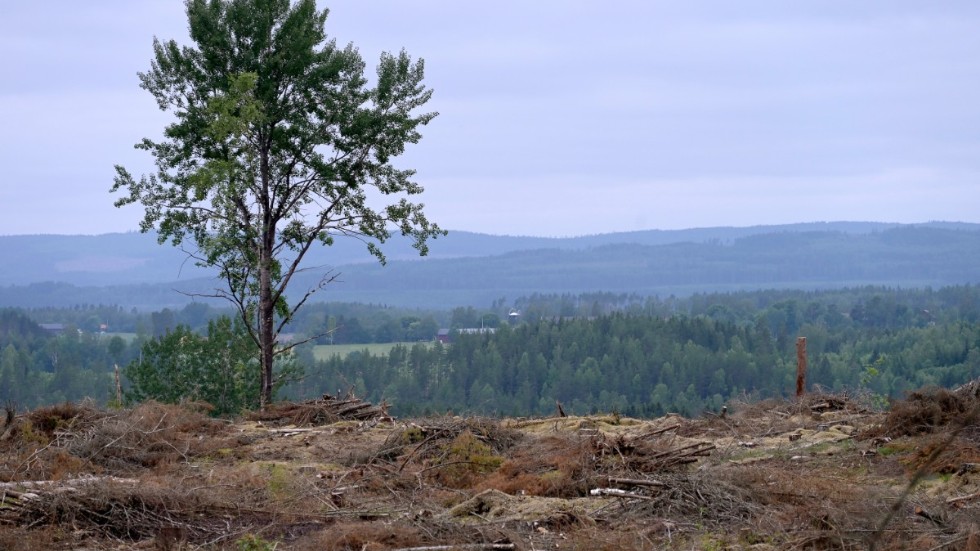 Politiska handfallenhet och avsaknaden av handlingskraft har orsakat dagens ohållbara situation för svenska skogsägare, skriver Norra skog.
