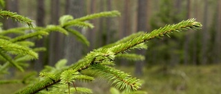 Så skyddar vi Östergötlands skogar mot vinterns stormar