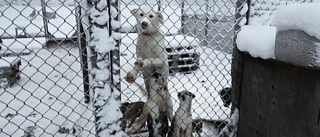 Kraftigt nedkylda hundar omhändertogs • Försäljning planerades men ägarna motsätter sig: "Tycker vi gjort fel"