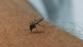 Myggräkningen i gång