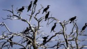 Fler skarvar ska få skjutas i Östergötland: "Fåglarna har stor påverkan"