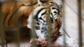 Tiger attackerade städare – sköts till döds