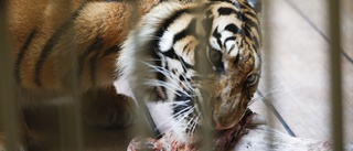 Tiger attackerade städare – sköts till döds