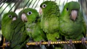 Papegojmannen kom tillbaka med 339 fåglar