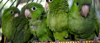 Papegojmannen kom tillbaka med 339 fåglar