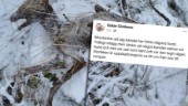 Oskars makabra fynd i Ärla – mumifierat hunddjur: "Jag har inte lyckats klura ut vad det är"