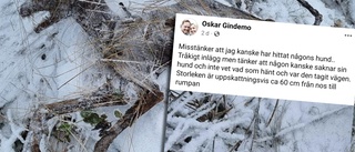 Oskars makabra fynd i Ärla – mumifierat hunddjur: "Jag har inte lyckats klura ut vad det är"