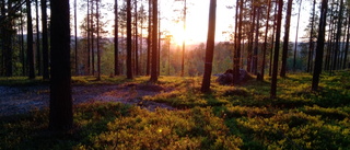 Läsarbilden: Sommarsol              