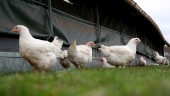 Skyddsnivån för fågelinfluensa sänks i Sörmland
