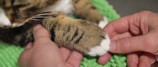 Gammal katt avlivades – utan kontakt med ägaren