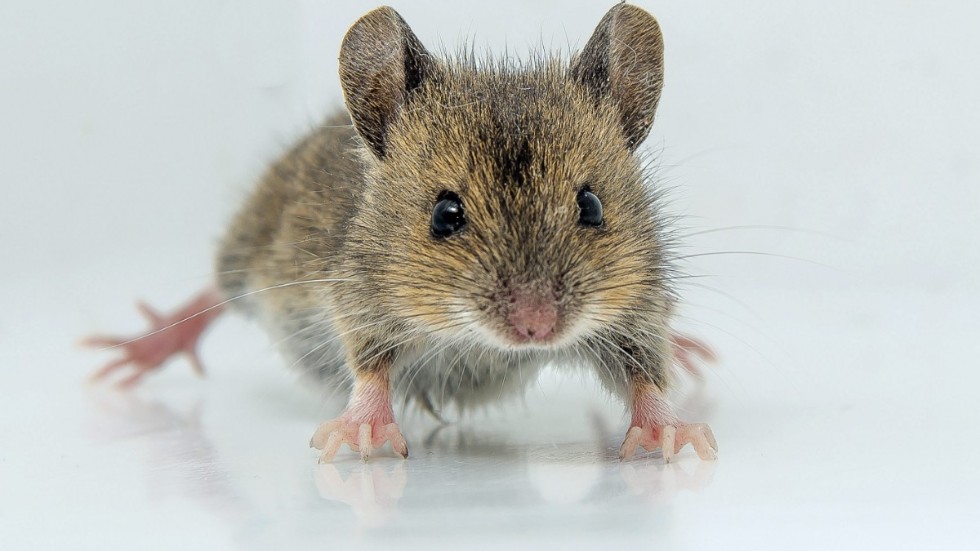 Kyla och brist på föda gör att mössen söker sig inomhus.