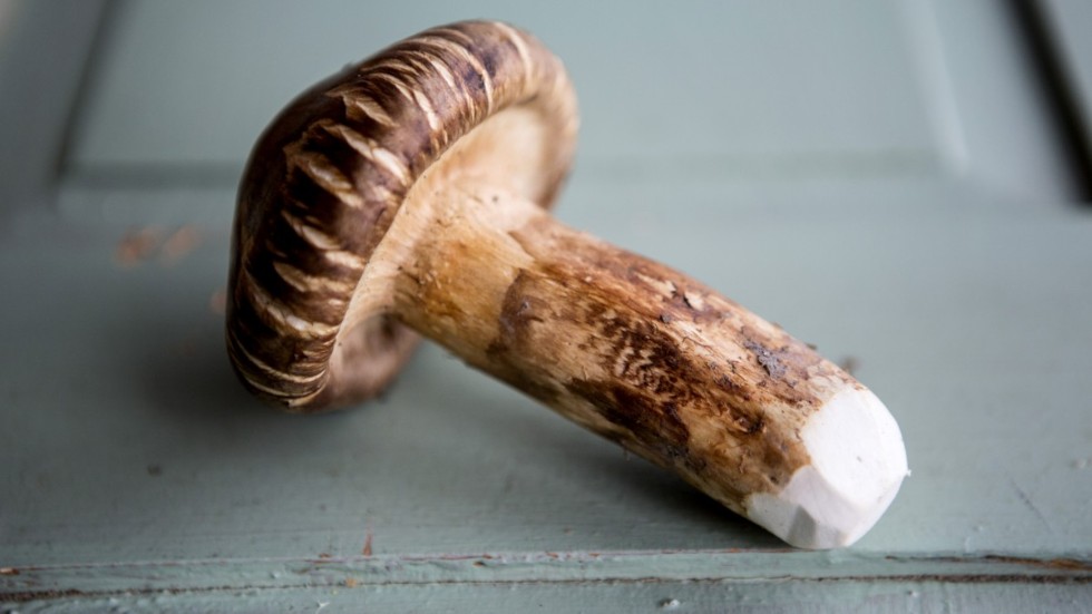 Goliatmusseronen är en av världens dyraste svampar, men vanlig i svenska skogar. Arkivbild.