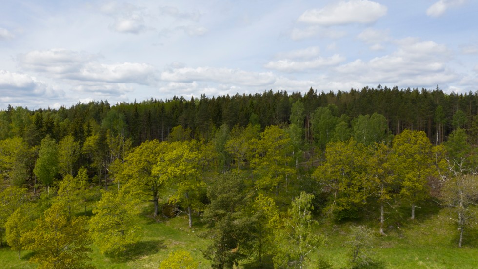 Lösningen är mer varierade skogar, enligt experterna. Arkivbild.