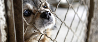 Stackars hundar – åtala ägarna
