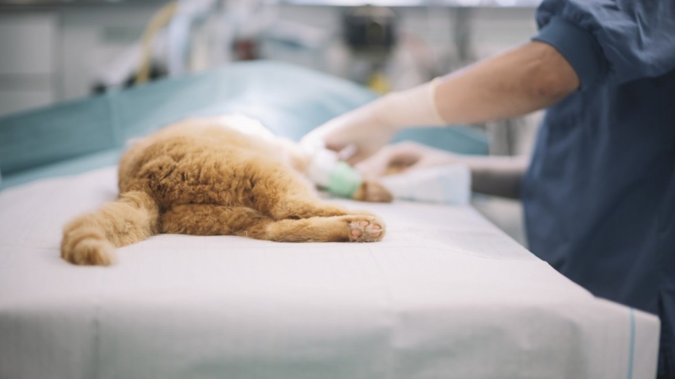 Veterinärbristen leder till att djursjukhusen inte alltid kan ta emot alla djur som behöver vård.
