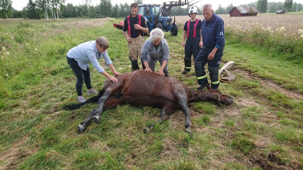 Här en bild från ett drama på landsbygden där veterinären kunde rädda hästens liv. En statlig utredning föreslår nu att distriktsveterinärer inte ska ha nattjour. En häst/ko som blir sjuk/skadad på natten ska, enligt utredningen, endast få hjälp av en "digital rådgivare". 