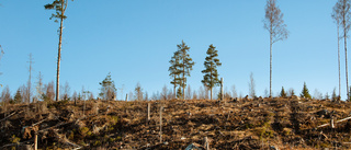 Därför dör tallskogen i Norrbotten: "Blir värre"