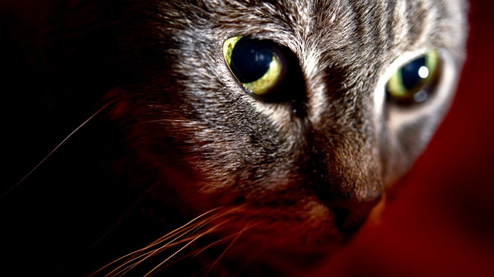 En djurägare, hemmahörande i Hultsfreds kommun, vägrade att ta sin katt till återbesöket hos veterinären. Nu krävs hon på åtgärder av länsstyrelsen.