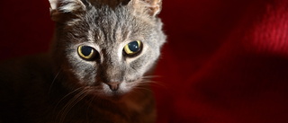 Utmärglad katt fick avlivas – ägarna misstänks för djurplågeri