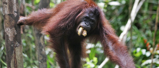 Tio orangutanger har flugits hem i helikopter