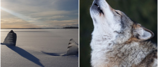 Renar dödade i Luleå skärgård: "Mycket tyder på att det är varg" 