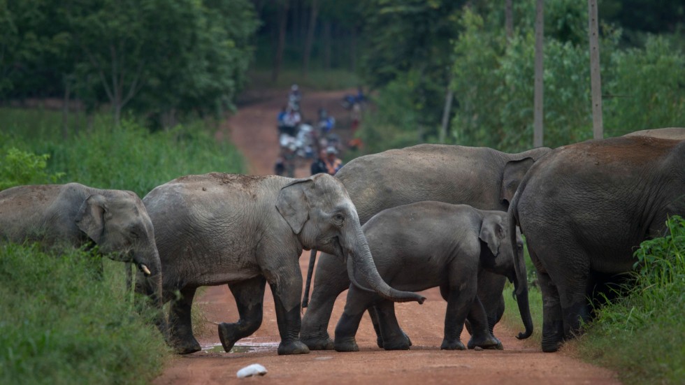 En elefantflock korsar en väg i provinsen Chanthaburi i Thailand. Arkivbild.