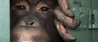 Insmugglade orangutanger hemma igen