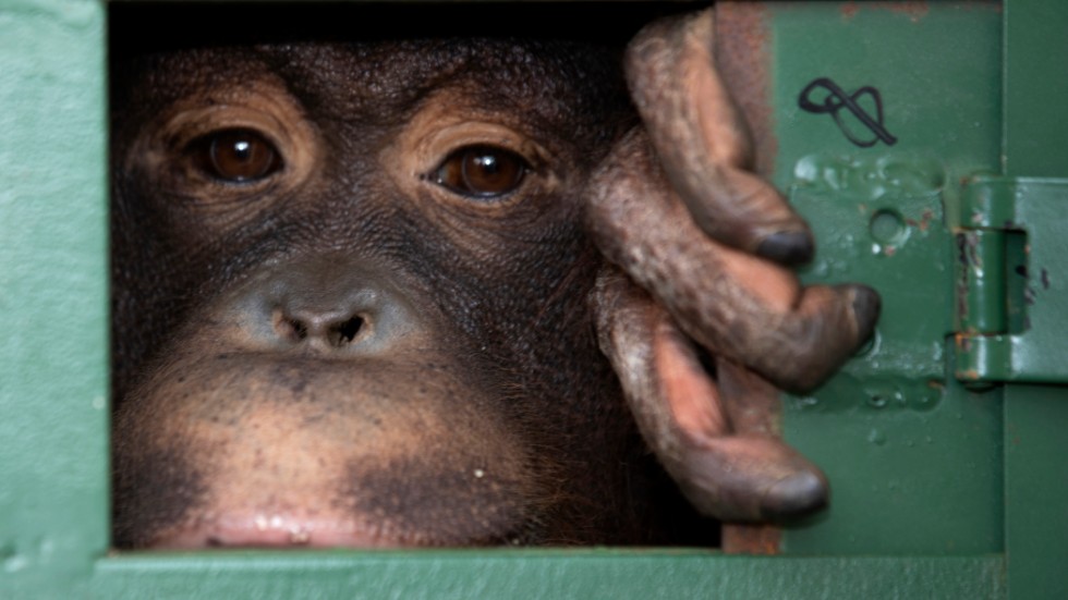 Tioåriga Cola flögs hem till Indonesien från Thailand i december 2019. Nu ska två orangutanger till få åka hem.