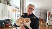 Katten Lill-Strimma höll på att dö – av förbjudet medel